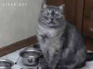 Feed me human